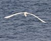 Garzetta_volo_Palude_Cona_8_5_2013_++++^1061sf