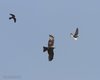 Nibbio_bruno_Falco_cuculo_Gheppio_Bonifica_Loncon_8_6_2013_++++^5913sf