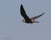 Lodolaio_volo_Vallesina_26_5_2013_++++9577sf