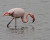 Fenicottero_anello_ICTF_Saline_Comacchio_26_10_2013_++++^0997sf