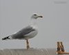 Gabbiano_reale_anello_I3SK_Saline_Comacchio_26_10_2013_++++1033sf