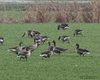 Oca_lombardella_Oca_selvatica_Comacchio_1_2_2014_++++0267sf