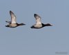 Moriglione_volo_Valle_Vecchia_25_1_2014_++++^8146sf