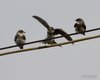 Topino_Delta_del_Po_26_7_2014_++++4158sf