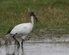 Ibis_sacro_Rospo_smeraldino_Vallesina_22_3_2014_+++++0826sf