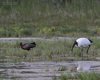 Mignattaio_Ibis_sacro_Valle_Pagliaga_11_4_2014_++^0565sf