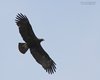 Aquila_imperiale_volo_Tadten_12_6_2014_+++++5862sf