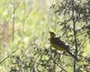 Zigolo_giallo_Col_Visentin_2_6_2014_++++6256sf