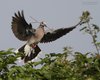 Tortora_selvatica_volo_Vallesina_29_6_2014_+++++2846sf