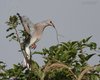 Tortora_selvatica_volo_Vallesina_29_6_2014_++++^3215sf