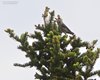 Crociere_Obertauern_13_6_2014_++^9534sf