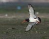 Beccaccia_di_mare_volo_anello_J19_Laguna_nord_Venezia_7_6_2014_+++^7359sf