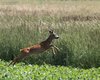 Capriolo_Tadten_10_6_2014_+++^0421sf