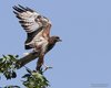 Poiana_involo_Nemzeti_10_6_2014_++++0861sf