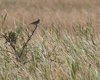 Allodola_habitat_Illmitz_12_6_2014_++^6862sf