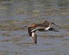 Pittima_reale_volo_Illmitz_12_6_2014_++++8904sf