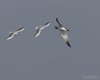 Sterna_maggiore_Gabbiano_comune_interazione_volo_Sacca_Scardovari_11_10_2014_++++9845sf