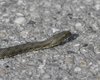 Natrix_tessellata_Boccasette_11_10_2014_++++^41908000sf