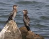 Marangone_minore_Sacca_Scardovari_11_10_2014_+++++54469056sf