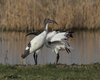 Ibis_sacro_Vallesina_16_2_2014_++++5661sf
