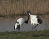 Ibis_sacro_interazione_Vallesina_16_2_2014_++++^5400sf