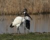 Ibis_sacro_Vallesina_16_2_2014_++++^5586sf