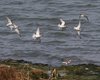 Piovanello_pancianera_Corriere_grosso_volo_Sacca_Scardovari_11_10_2014_++++60138688sf