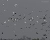 Cormorano_Airone_bianco_maggiore_volo_Valle_Pozzatini_Vecchi_11_10_2014_+++++17559936sf