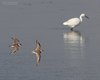 Corriere_grosso_volo_Sacca_Scardovari_11_10_2014_++++0087sf