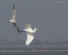 Gabbiano_reale_volo_inseguimento_Airone_bianco_maggiore_Sacca_Scardovari_11_10_2014_++++0022sf