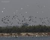 Cormorano_Airone_bianco_maggiore_volo_Valle_Pozzatini_Vecchi_11_10_2014_+++++16293920sf