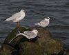 Beccapesci_Gabbiano_comune_Sacca_Scardovari_11_10_2014_++++^0136sf