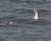 Corriere_grosso_Piovanello_pancianera_volo_Sacca_Scardovari_11_10_2014_+++^60549056sf