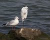 Garzetta_Gabbiano_comune_Sacca_Scardovari_11_10_2014_++++^55158496sf