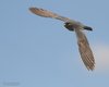 Falco_cuculo_volo_Bonifica_Loncon_17_5_2014_++++0062sf