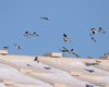 Fringuello_alpino_volo_Bocca_di_Selva_31_1_2015_+++++2401sf