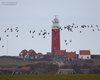 Oca_colombaccio_volo_paesaggio_Texel_Olanda_10_2_2015_+++^1592sf