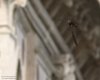 Rondone_pallido_paesaggio_volo_Venezia_25_7_2015_+++^9459sf