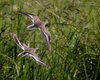 Piro_piro_piccolo_volo_Vallesina_31_8_2014_++++6994sf