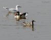 Pivieressa_Gabbiano_comune_Volpoca_Marano_Lagunare_14_8_2015_+++^7820sf