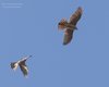 Sparviere_coppia_volo_Favaro_21_6_2015_++++5549SF