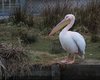 Pellicano_comune_Olanda_10_2_2015_++++^8896sf