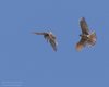 Sparviere_coppia_volo_Favaro_21_6_2015_++++5526sf