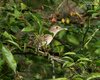 Sterpazzola_bruchi_Vallesina_5_5_2015_++++6954sf