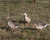 Oca_egiziana_Oca_selvatica_Isola_della_Cona_5_12_2015_++++^6010sf
