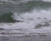Piovanello_tridattilo_volo_Cavallino_Treporti_21_11_2015_++++3771sf