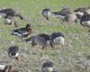 Oca_collorosso_Oca_lombardella_Oca_selvatica_Terranova_5_12_2015_+++^1541sf