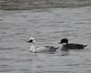 Pesciaiola_Olanda_09_02_2015_++++7223sf