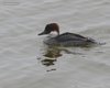 Pesciaiola_Valli_di_Comacchio_12_12_2015_++++9371sf