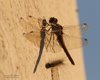Libellula_Bruco_passaggio_Montiron_31_10_2015_+++++8105sf